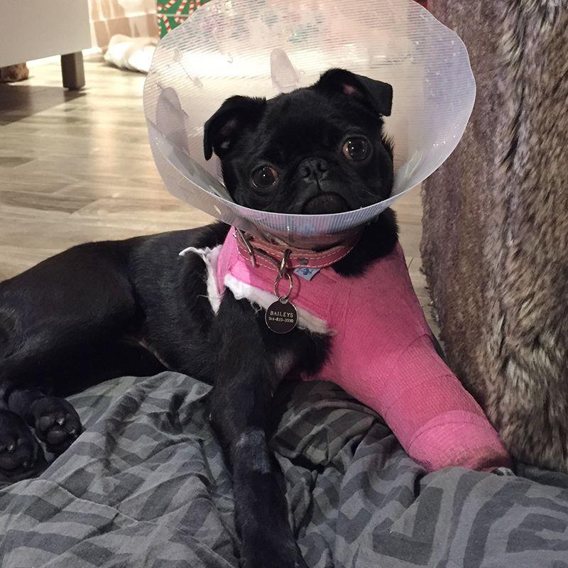 Baileys en convalescence après sa chute, soigné grâce à la Fondation hoPi